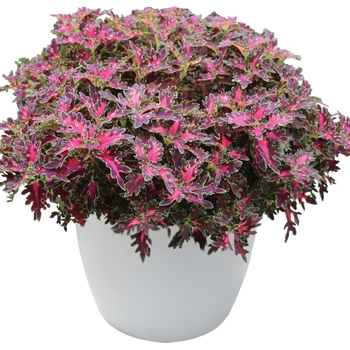 Coleus Wildfire® 'Smoky Rose' (122586)