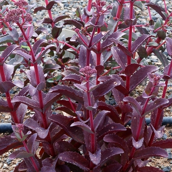 Sedum telephium Candy™ 'Raspberry Truffle' (122595)