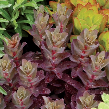 Sedum telephium Candy™ 'Raspberry Truffle' (122596)