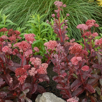 Sedum telephium Candy™ 'Raspberry Truffle' (122597)