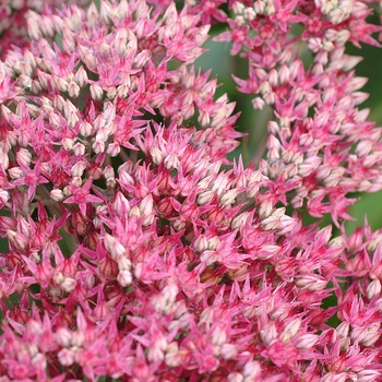 Sedum 'Class Act' (122602)