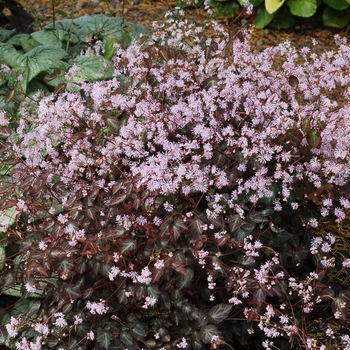 Thalictrum ichangense 'Evening Star' (122610)