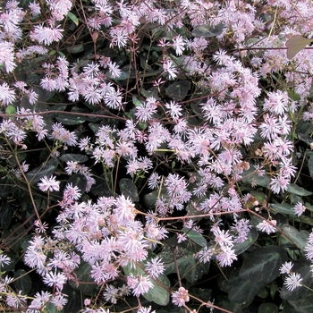 Thalictrum ichangense 'Evening Star' (122611)