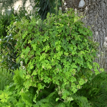 Tiarella American Trails™ 'Pacific Crest' (122615)