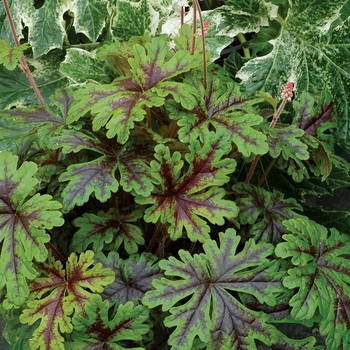 Tiarella Sylvan™ 'Lace' (122676)