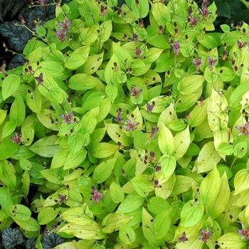 Tricyrtis formosana 'Gilty Pleasure' (122681)