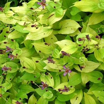 Tricyrtis formosana 'Gilty Pleasure' (122682)