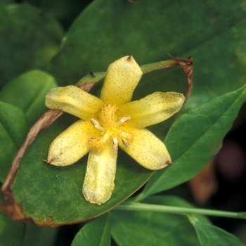 Tricyrtis formosana 'Moonlight Treasure' (122685)