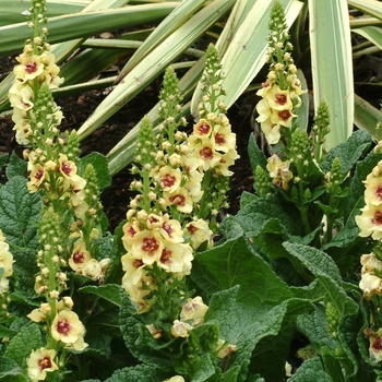 Verbascum 'Dark Eyes' (122689)