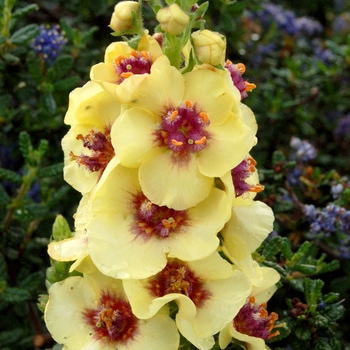 Verbascum 'Dark Eyes' (122691)