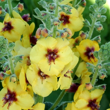 Verbascum 'Gold Nugget' (122692)