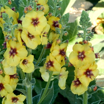 Verbascum 'Gold Nugget' (122693)