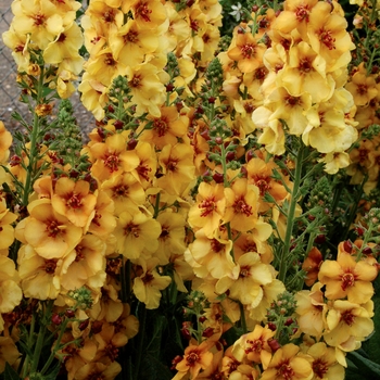 Verbascum 'Honey Dijon' (122696)