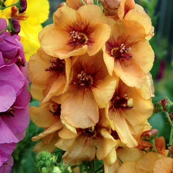 Verbascum 'Honey Dijon' (122697)