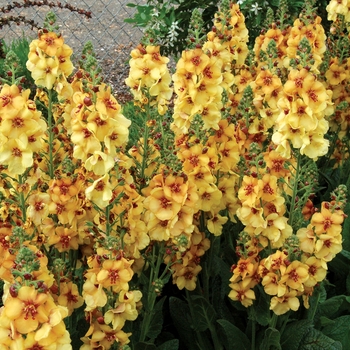 Verbascum 'Honey Dijon' (122699)