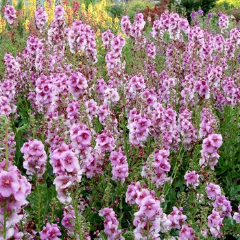 Verbascum 'Lavender Lass' (122703)