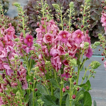 Verbascum 'Plum Smokey' (122707)