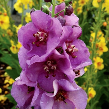 Verbascum 'Sugar Plum' (122712)