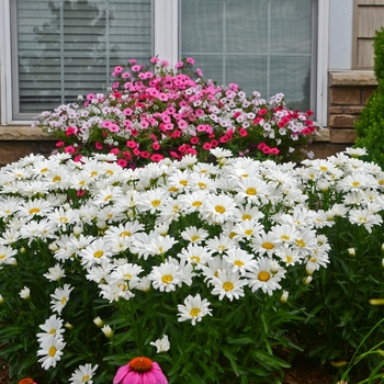 Leucanthemum x superbum Amazing Daisies® 'Daisy May®' (122879)