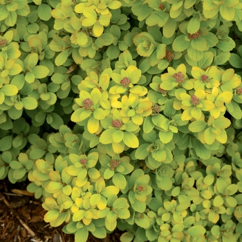 Spiraea betulifolia 'Glow Girl®' (122933)