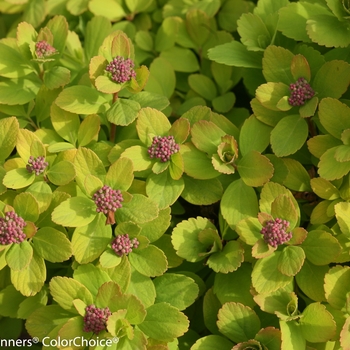 Spiraea betulifolia 'Glow Girl®' (122934)