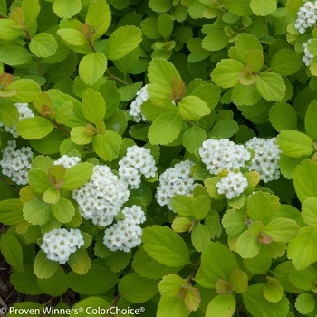 Spiraea betulifolia 'Glow Girl®' (122937)