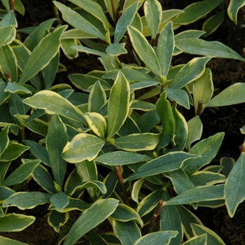 Daphne odora 'Marianni' (123232)