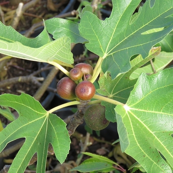 Ficus carica 'Little Miss Figgy' (123260)