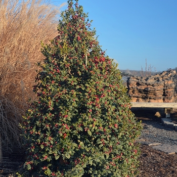 Ilex 'Christmas Jewel®' (123624)