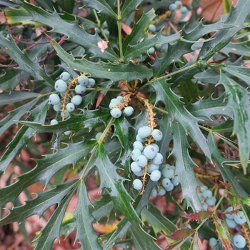 Mahonia 'Beijing Beauty™' (123735)