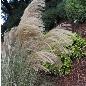 Miscanthus sinensis 'Huron Sunrise' (123748)