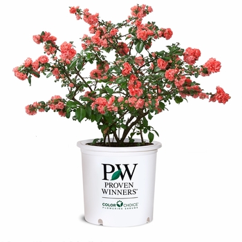 Chaenomeles speciosa Double Take® 'Pink' (123921)