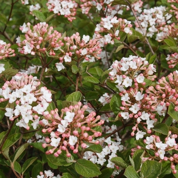 Viburnum carlesii 'Spice Island™' (123947)