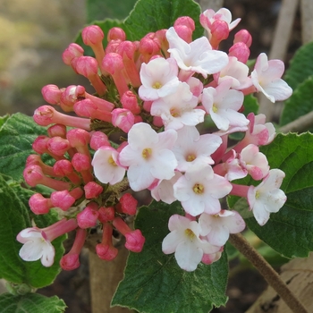 Viburnum carlesii 'Sugar n' Spice™' (123949)