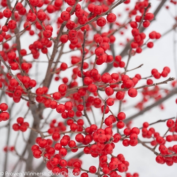 Ilex verticillata 'Berry Poppins®' (123976)