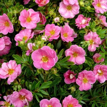 Potentilla fruticosa Happy Face® 'Pink Paradise' (123983)