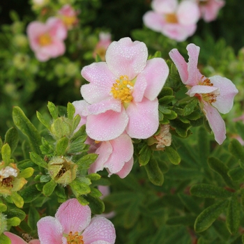 Potentilla fruticosa Happy Face® 'Pink Paradise' (123984)