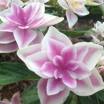 Hydrangea macrophylla Double Delights™ 'Star Gazer' (124184)