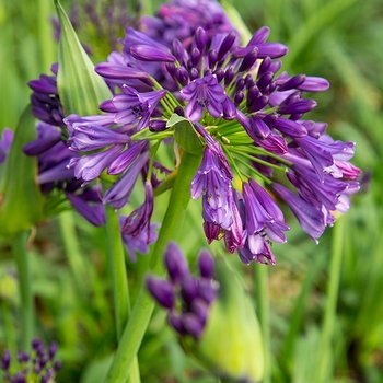 Agapanthus 'Ever Amethyst™' (124197)