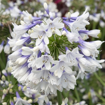 Agapanthus 'Ever Twilight™' (124200)