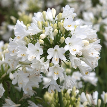 Agapanthus 'Ever White™' (124201)