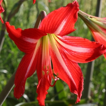 Hippeastrum x johnsonii '' (124203)