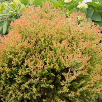 Thuja occidentalis 'Fire Chief™' (124204)