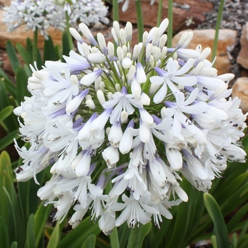 Agapanthus orientalis 'Queen Mum™' (124309)