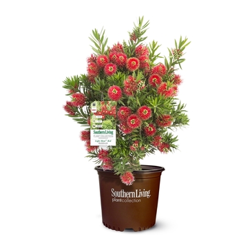 Callistemon viminalis 'Light Show®' (124313)