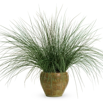 Juncus Inflexus Graceful Grasses® 'Blue Mohawk' (124373)