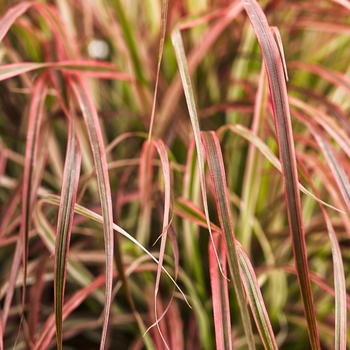 Pennisetum setaceum Graceful Grasses® 'Fireworks' (124374)