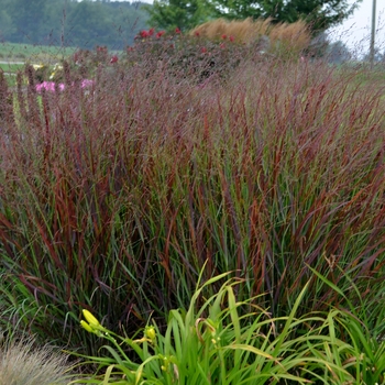 Panicum virgatum Prairie Winds® 'Cheyenne Sky' (124380)