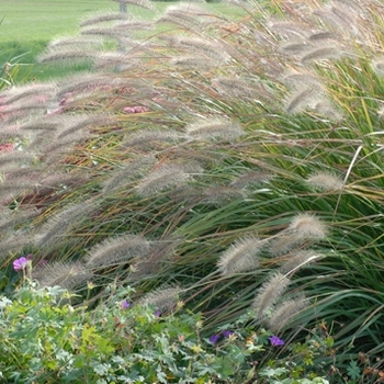 Pennisetum alopecuroides Prairie Winds® 'Desert Plains' (124386)