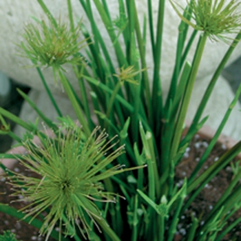 Cyperus prolifer '' (124398)